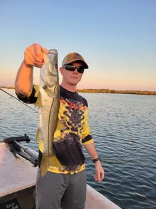 Snook fish caught in FL