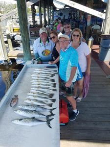 Four Spanish Mackerel fish caught in Homosassa, Florida