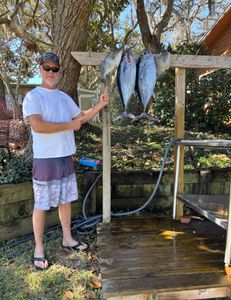 3 Grey Triggerfish caught in FL, fishing