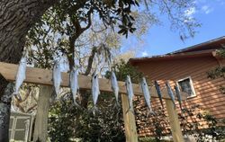 5 Spanish Mackerel fish caught while fishing in FL