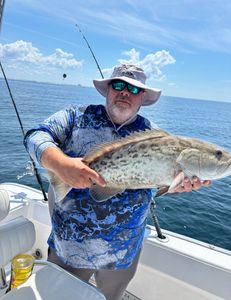 Photograph of a gag grouper fish caught by a person in Fort Walton Beach