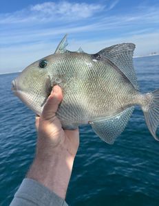Grey triggerfish caught while fishing in FL