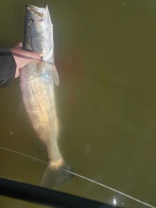 6 lb speckled trout wade fishing