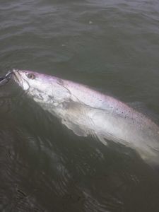 A fishing trip in Galveston, perfect for best and great outdoor adventures.