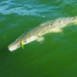 Fishing in TX