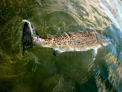 One fishing adventure in Galveston
