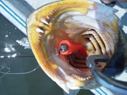 Angler fishing in Galveston