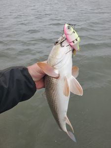 Galveston fishing adventure