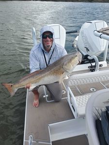 Redfish, 31 inches, caught in Galveston