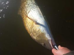 Mutton Snapper fish caught on fishing trip in TX