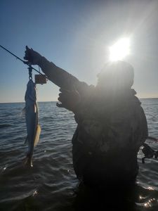 Pike-perch caught while fishing in Galveston