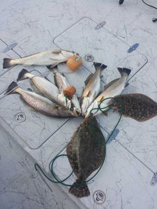 Six summer flounder and spotted weakfish caught in Galveston, Texas