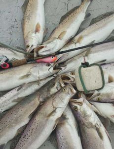 5 spotted weakfish caught while fishing in TX