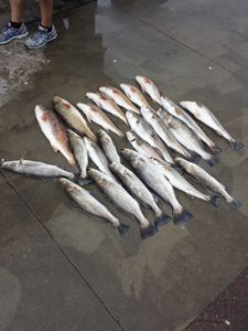 Six spotted weakfish in Galveston