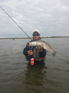 Spotted Weakfish, a 20-inch fish caught while fishing in Galveston