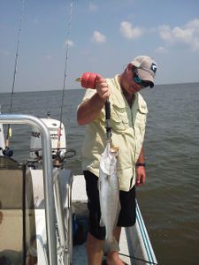 Spotted Weakfish caught while fishing in TX