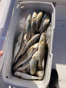 Speckled trout—Wanchese gold!