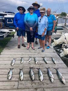A photo of 6 bluefish caught while fishing in Wanchese