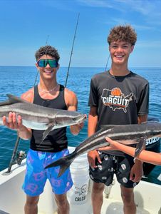 Cobia and great white shark caught in Wanchese during fishing trip