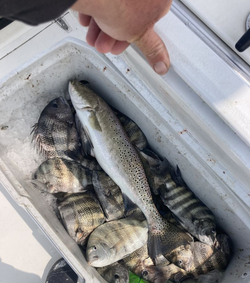 Fish-Species