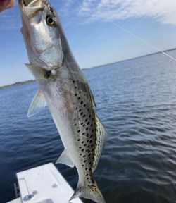 A spotted weakfish caught in Wanchese while fishing