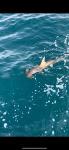 Fishing adventure at Port Canaveral