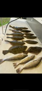 Five fish caught while fishing in FL