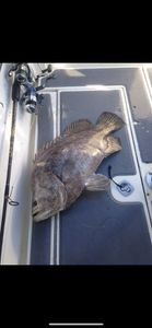 Fishing trip at Port Canaveral