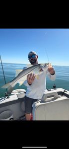 Snook caught while fishing in FL