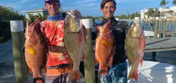 Hogfish & Snapper reels of the day in Sarasota, FL