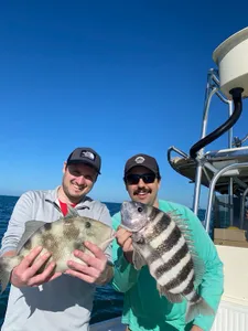 Triggerfish and Sheepshead Reels of the day