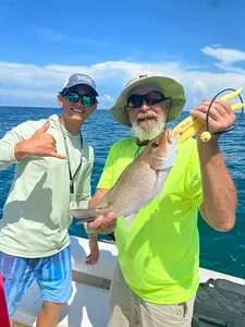 Redfish moments in Sarasota, FL