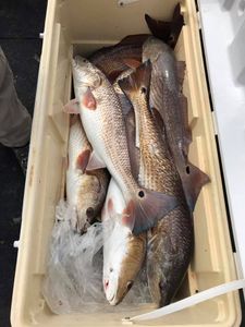 5 fish caught during fishing trip in Port O'Connor