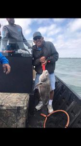 A fisherman holding a large black drum fish in TX