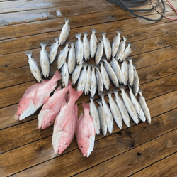 4 fish caught while fishing in LA