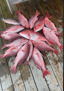 8 fish caught while fishing in LA