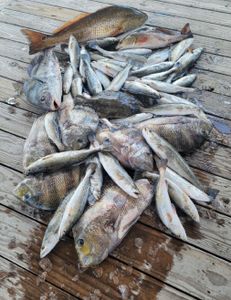 7 redfish and black drum caught fishing in LA