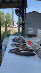 Redfish caught in LA while fishing