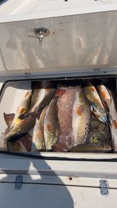 Three redfish caught while fishing in LA