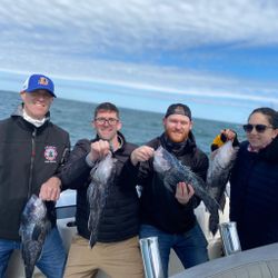 Black Sea Bass Run in Cape Cod