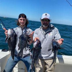 4 sea bass caught in MA