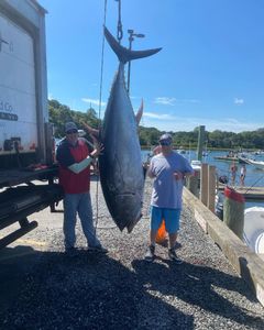 Gigantic Tuna Caught in Orleans, MA