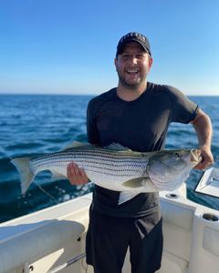 Reeled In this Striper in Cape Cod