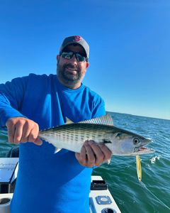 Atlantic Bonito fishing in MA