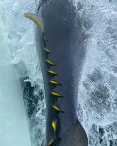 Navigating Tuna Waters in Cape Cod