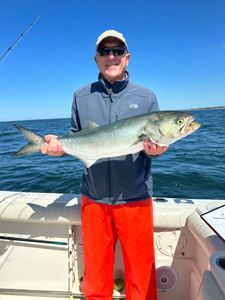 A bluefish caught in Orleans, Massachusetts