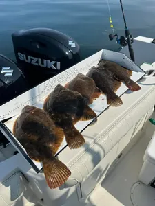 Three yellow bullhead fish in Orleans