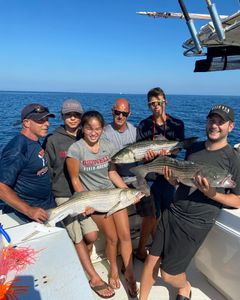 Three striped bass fish caught in Orleans