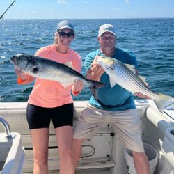 Two striped bass and bluefish caught in Orleans, Massachusetts