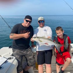 Striped bass fish caught in MA